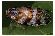 FLOW planthopper fulgoroidea fulgoromorpha insect